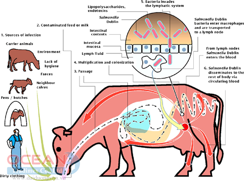 Con đường truyền lây và phát triển của Salmonella (hình ảnh của Lars Nørregaard, The Danish Cattle Federation) 