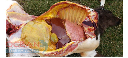 Túi mật bê bệnh do Salmonella sưng to và có nhiều vi khuẩn
