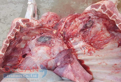 Viêm phổi ở bê bệnh do Salmonella 